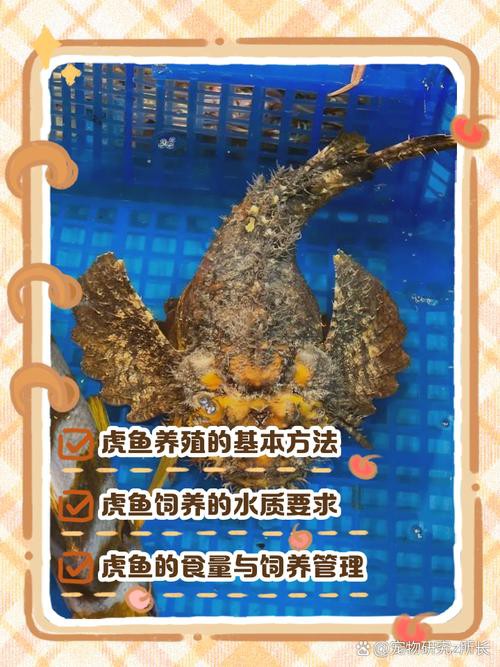 淡水虎魚圖片【快速前進追光者，國際上承認的多種虎魚】
