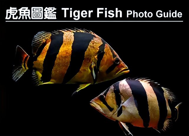 淡水虎魚圖片【快速前進追光者，國際上承認的多種虎魚】