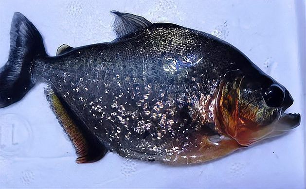 淡水虎魚圖片【快速前進追光者，國際上承認的多種虎魚】