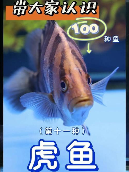 淡水虎魚圖片【快速前進追光者，國際上承認的多種虎魚】