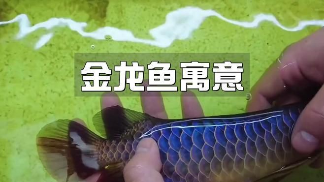 金龍魚顏色深淺代表啥【金龍魚發色全過程:從腮蓋到鱗片的變化】
