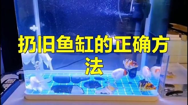 舊魚缸不想要了怎么處理【嗶哩嗶哩舊魚缸改造攻略】