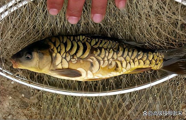 三道鱗為啥比鯉魚貴【三道鱗:揭秘這種獨特的魚類的身份與特性】