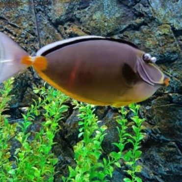 金華水族館，婺州金華水族館探秘海洋生態保護海洋生物學教授低聲嘆息