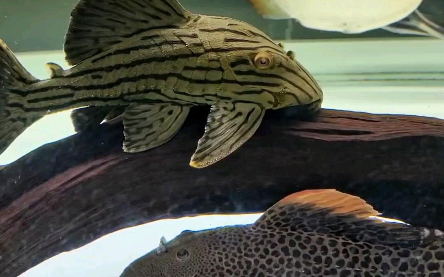 秘魯綠皮皇冠豹怎么養【新魚入缸～秘魯綠皮皇冠豹嗶哩嗶哩】