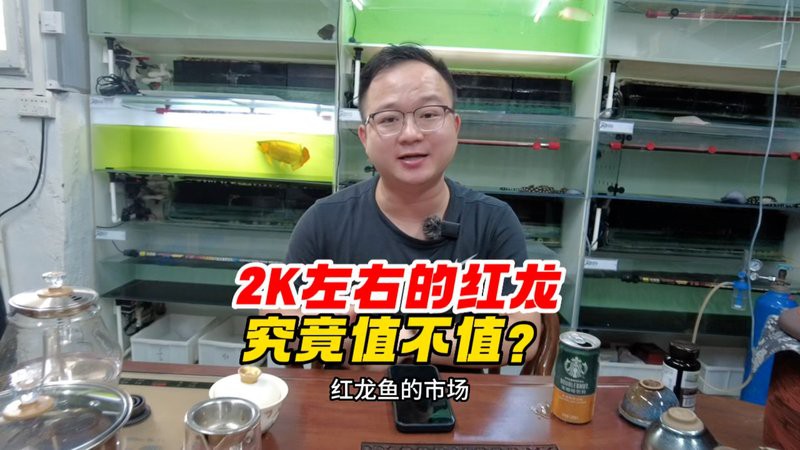 短身福龍王魚價(jià)格走勢(shì)【短身福龍王魚價(jià)格走勢(shì)深度分析】