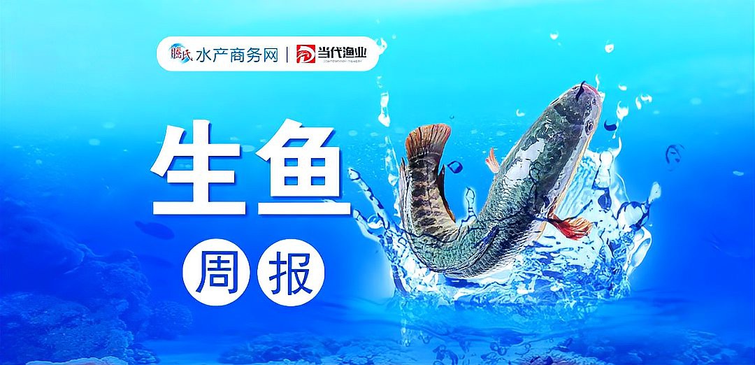 短身福龍王魚價(jià)格走勢(shì)【短身福龍王魚價(jià)格走勢(shì)深度分析】