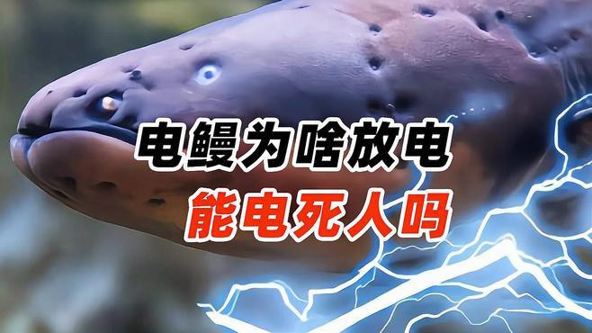電鰻放的電能把人電死嗎【電鰻為什么能電死人嗎百度教育電鰻:會放電的“怪魚”】
