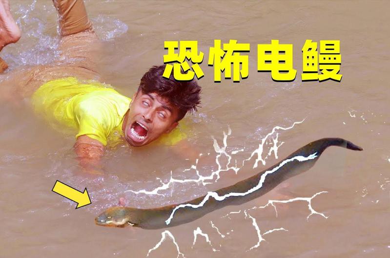 電鰻放的電能把人電死嗎【電鰻為什么能電死人嗎百度教育電鰻:會放電的“怪魚”】