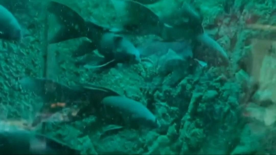 如何根據生肖選擇風水魚？【-十二生肖和風水魚需要怎么搭配】