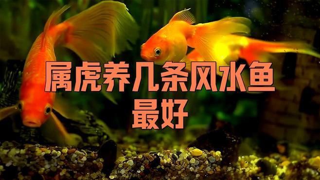 如何根據生肖選擇風水魚？【-十二生肖和風水魚需要怎么搭配】