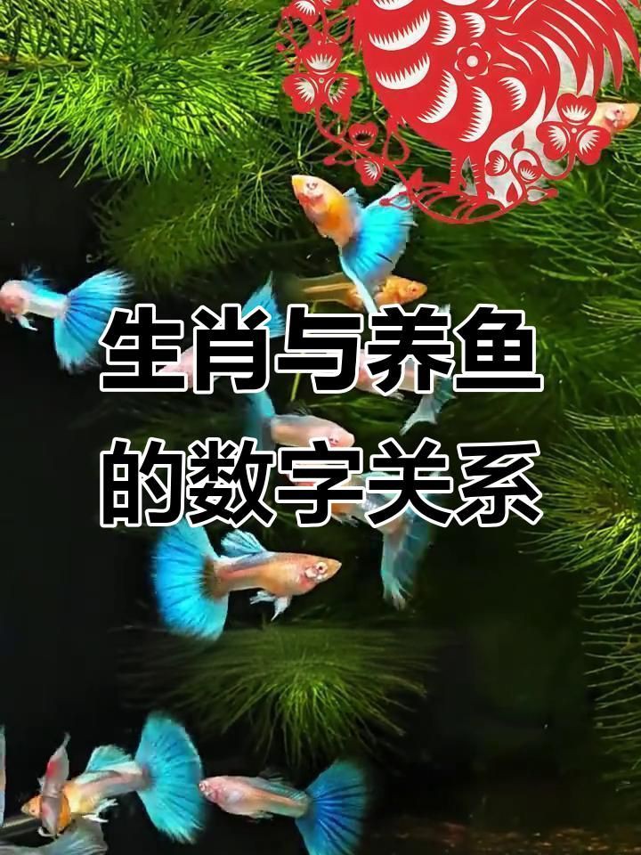如何根據(jù)生肖選擇風(fēng)水魚？【-十二生肖和風(fēng)水魚需要怎么搭配】