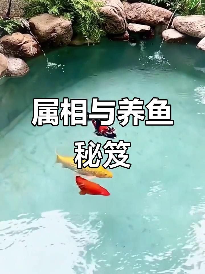 如何根據生肖選擇風水魚？【-十二生肖和風水魚需要怎么搭配】