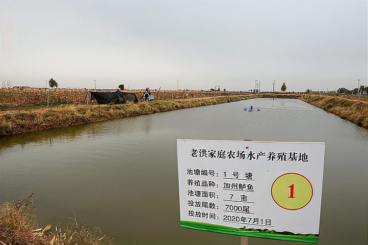南和龍魚店【南和龍魚店市場競爭力如何南和龍魚店市場競爭力如何】
