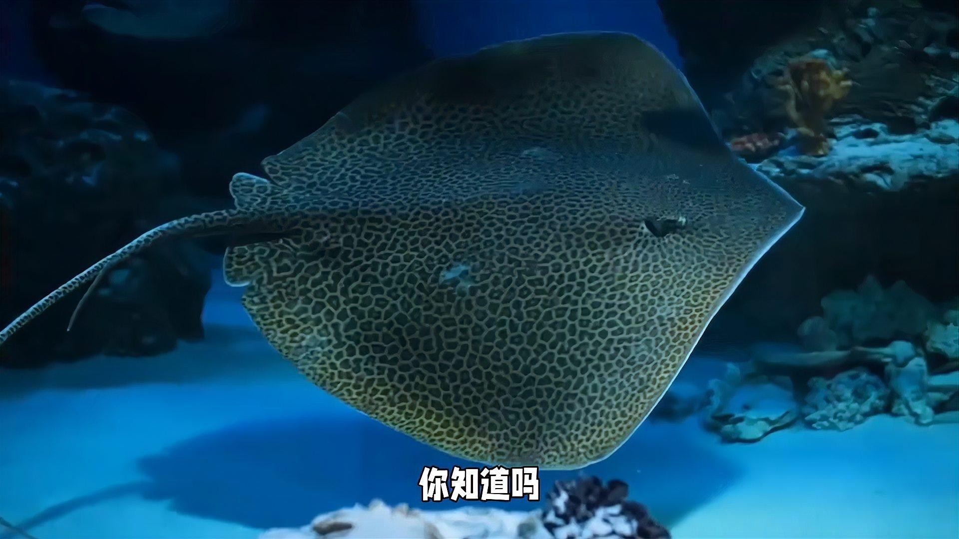 電鰩魚和魔鬼魚的區(qū)別【電鰩與魔鬼魚的區(qū)別】