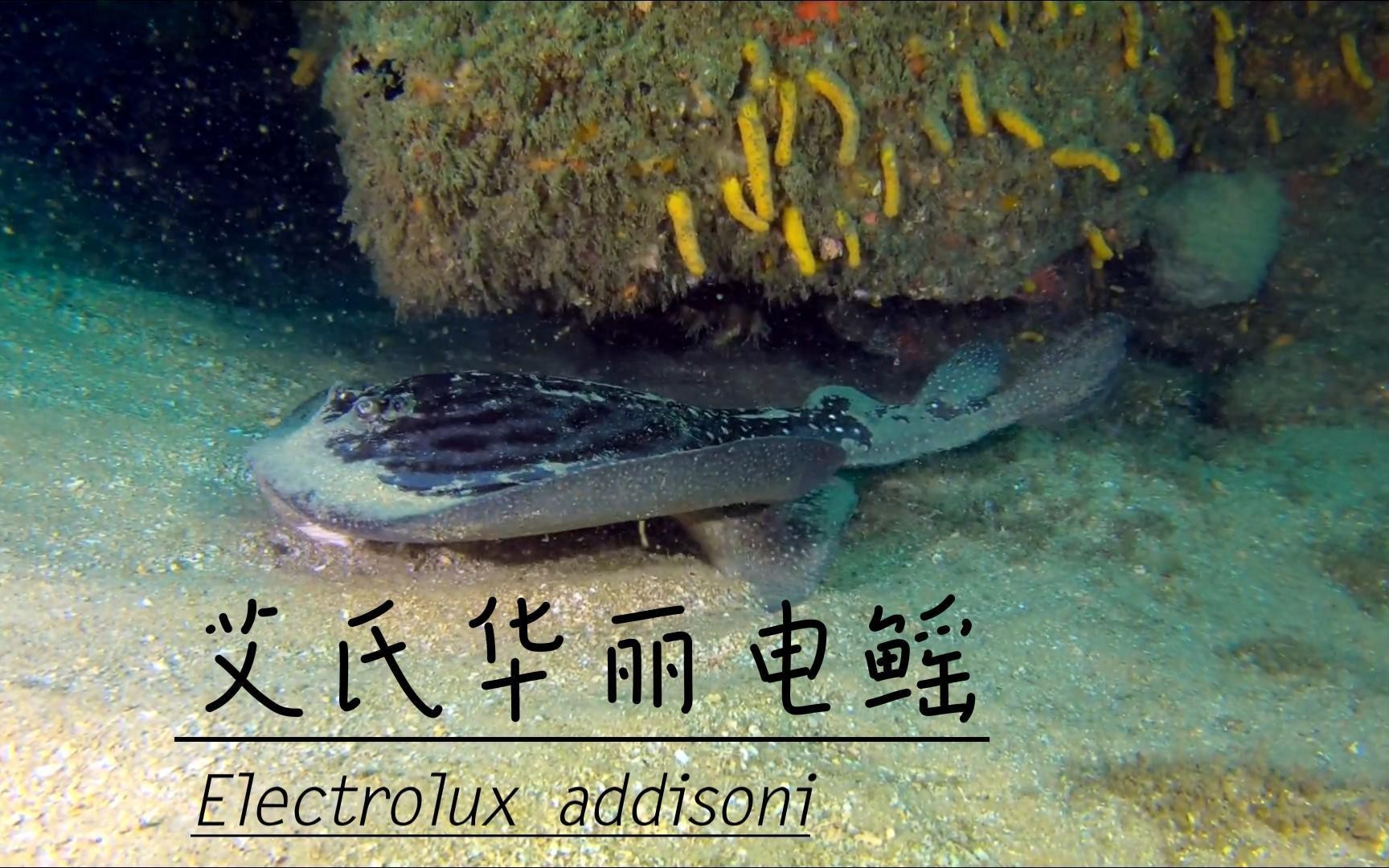 電鰩魚和魔鬼魚的區(qū)別【電鰩與魔鬼魚的區(qū)別】