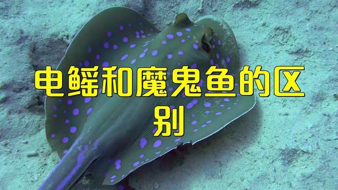 電鰩魚和魔鬼魚的區(qū)別【電鰩與魔鬼魚的區(qū)別】