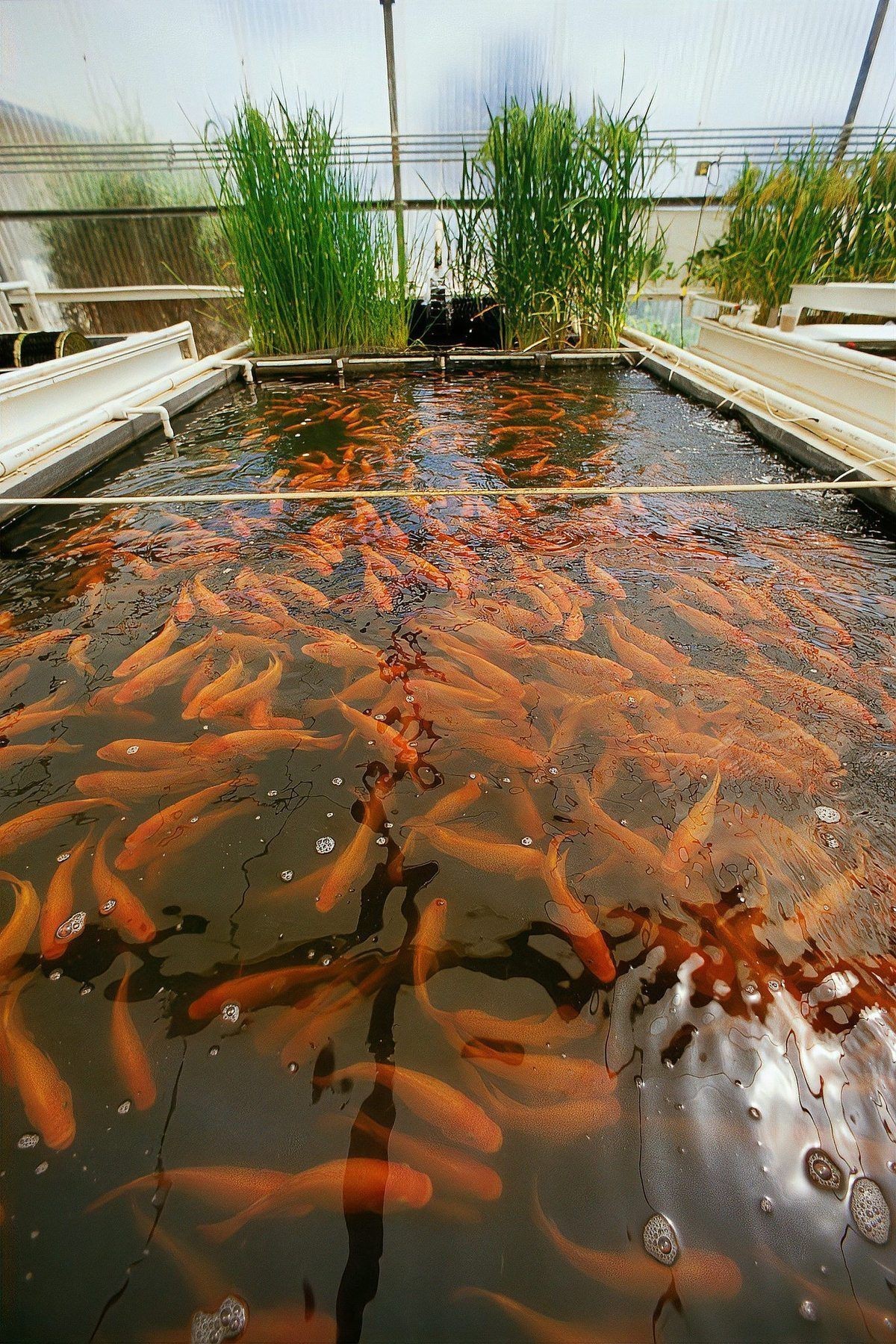 魚呼吸急促多久會死？【觀賞魚呼吸急促是生病了嗎】