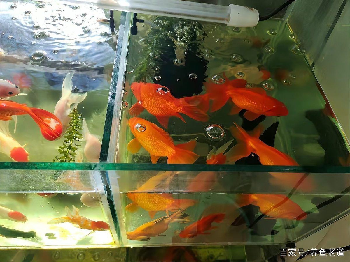魚呼吸急促多久會死？【觀賞魚呼吸急促是生病了嗎】