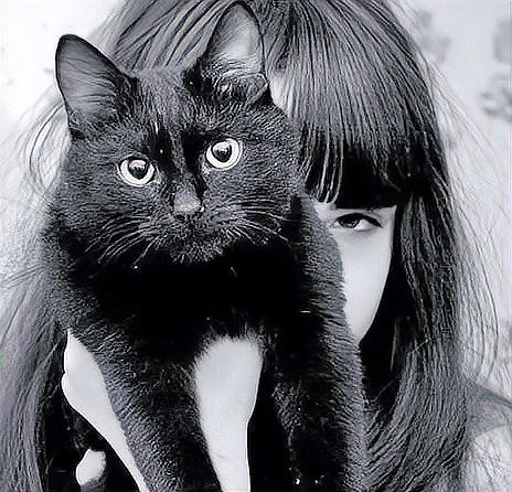 貓是招鬼還是辟邪的【\