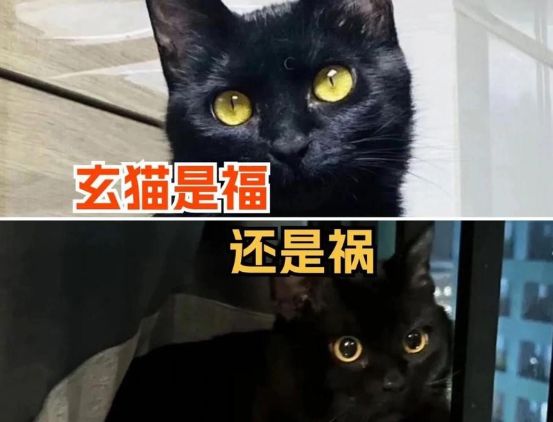 貓是招鬼還是辟邪的【\