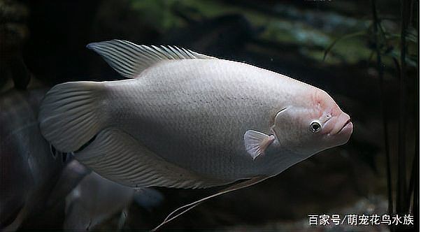 招財魚圖片高清版【佩雯三農，招財魚可以和哪些觀賞魚混養】