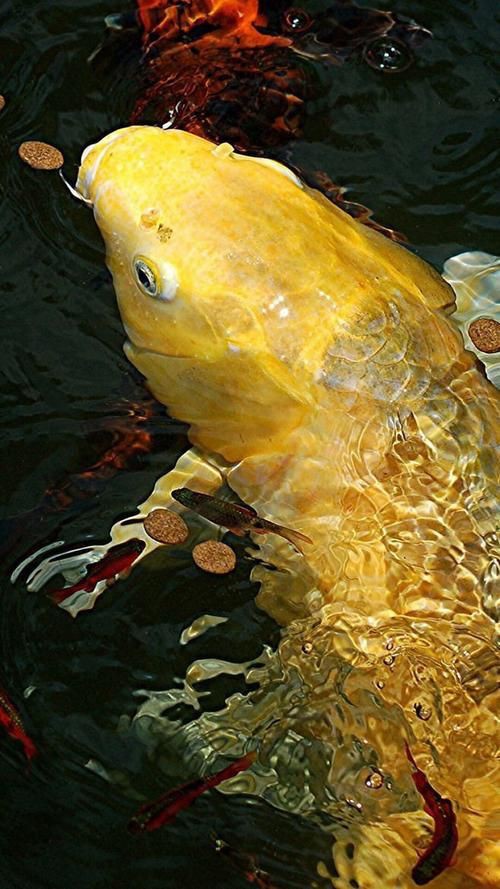 招財魚圖片高清版【佩雯三農，招財魚可以和哪些觀賞魚混養】