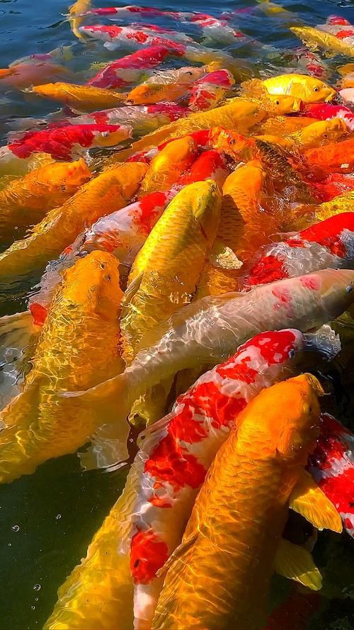 招財魚圖片高清版【佩雯三農，招財魚可以和哪些觀賞魚混養】