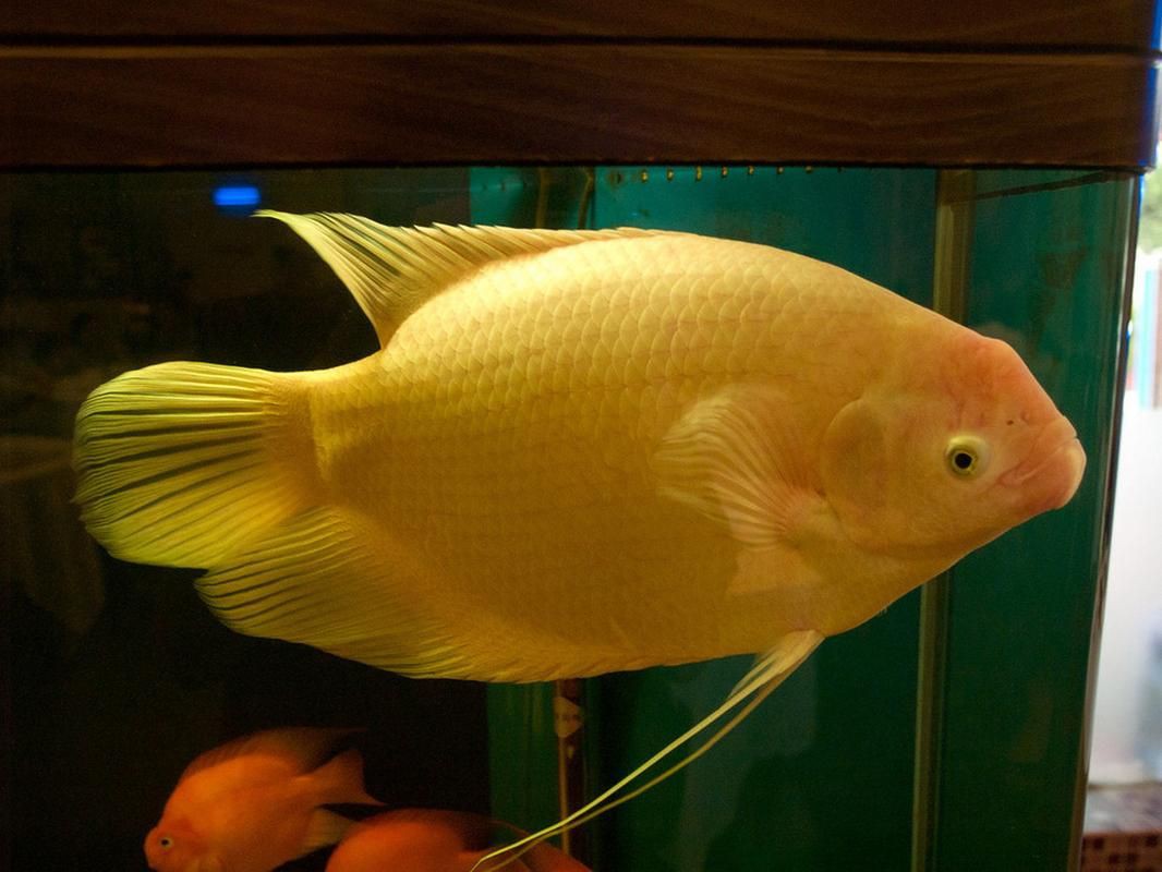 招財魚圖片高清版【佩雯三農，招財魚可以和哪些觀賞魚混養】