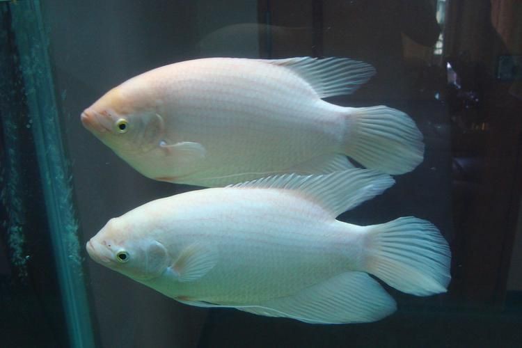 招財魚圖片高清版【佩雯三農，招財魚可以和哪些觀賞魚混養】