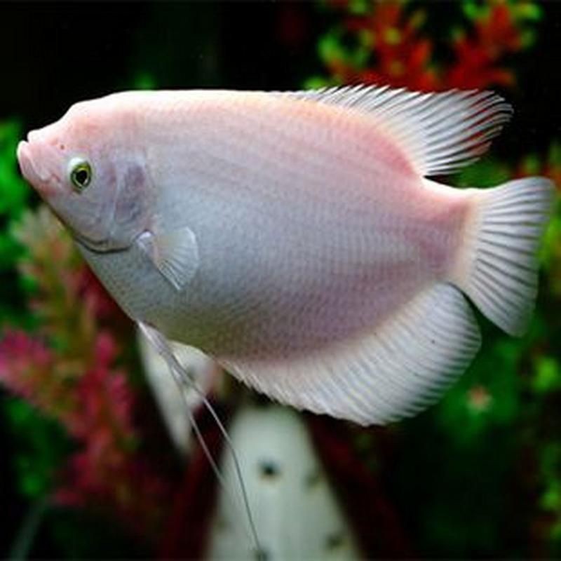 招財魚圖片高清版【佩雯三農，招財魚可以和哪些觀賞魚混養】