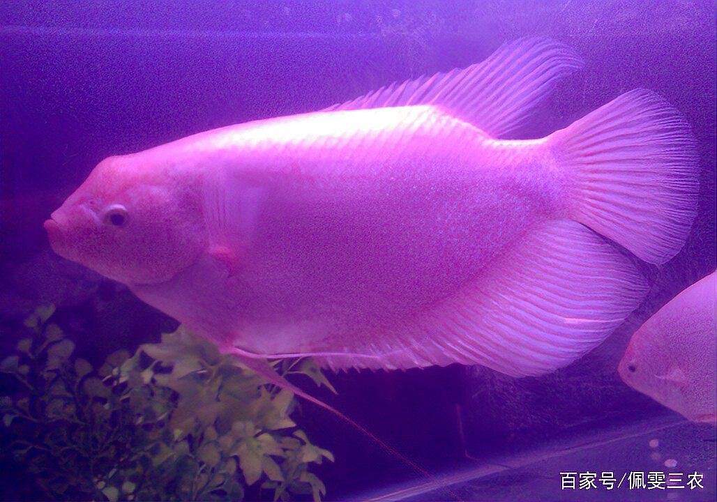 招財魚圖片高清版【佩雯三農，招財魚可以和哪些觀賞魚混養】