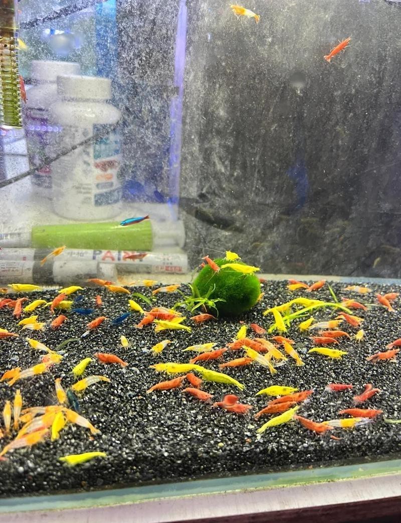 斗門龍魚店【斗門龍魚店白藤悠然龍魚閣為什么注銷白藤悠然龍魚閣】