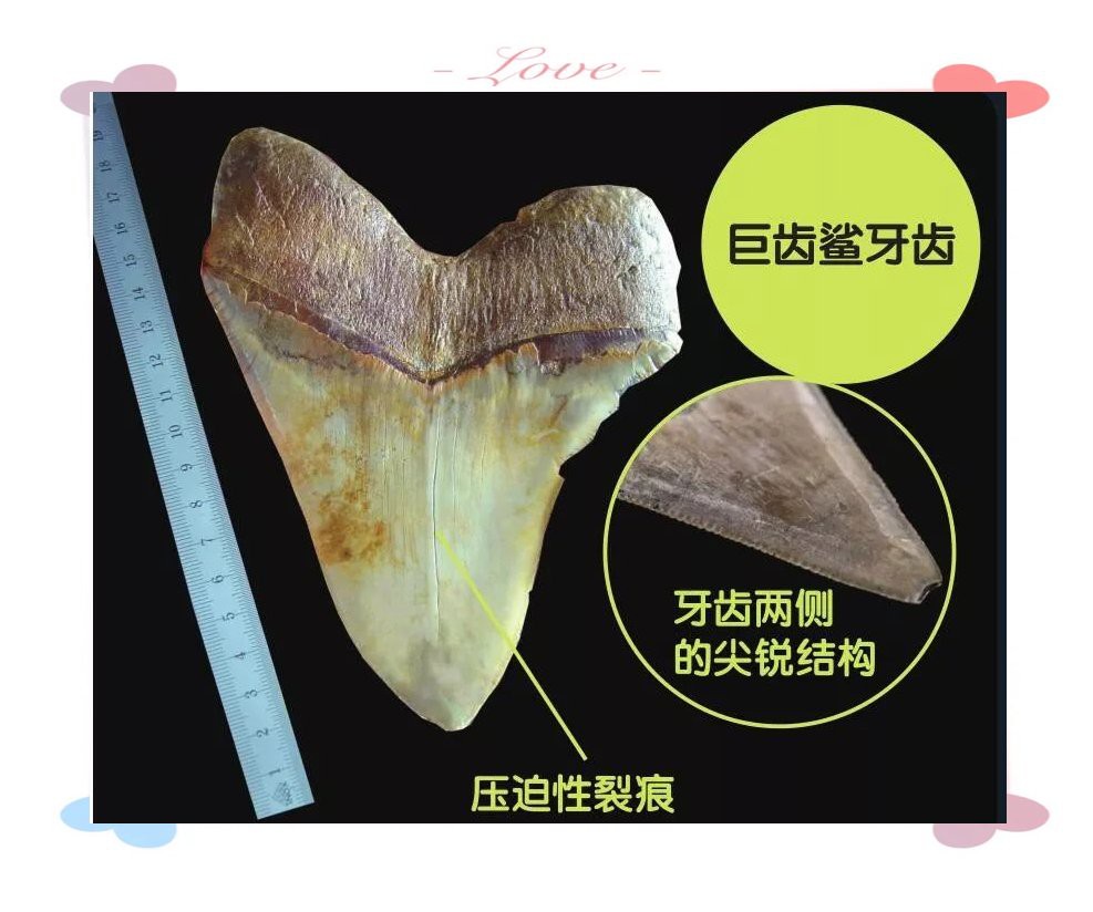 世界上最大的巨齒鯊【巨齒鯊可能是史上最大的脊椎獵物短缺時(shí)便陷入生存危機(jī)】 世界上最大的巨齒鯊【巨齒鯊可能是史上最大的脊椎獵物短缺時(shí)便陷入生存危機(jī)】 龍魚論壇 第12張