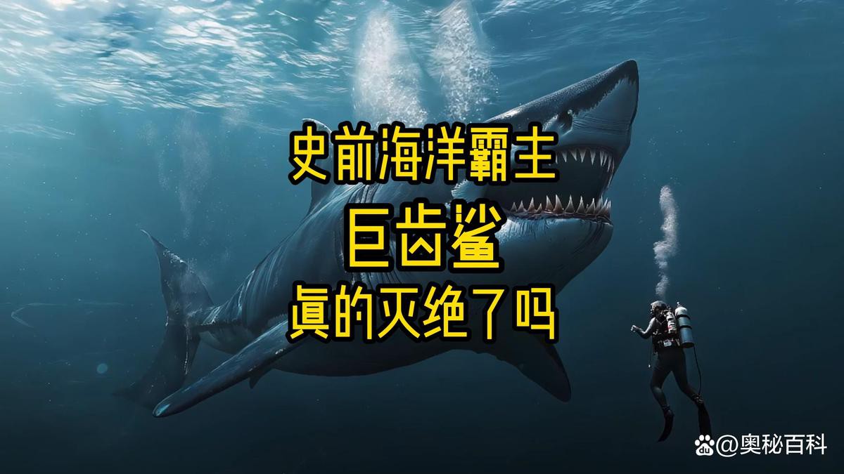 世界上最大的巨齒鯊【巨齒鯊可能是史上最大的脊椎獵物短缺時(shí)便陷入生存危機(jī)】 世界上最大的巨齒鯊【巨齒鯊可能是史上最大的脊椎獵物短缺時(shí)便陷入生存危機(jī)】 龍魚論壇 第7張