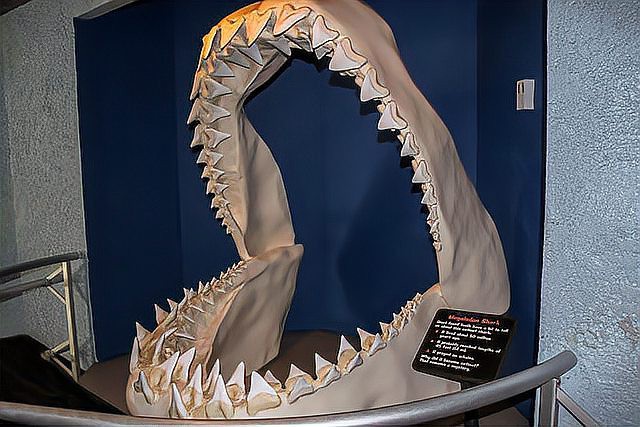 世界上最大的巨齒鯊【巨齒鯊可能是史上最大的脊椎獵物短缺時(shí)便陷入生存危機(jī)】 世界上最大的巨齒鯊【巨齒鯊可能是史上最大的脊椎獵物短缺時(shí)便陷入生存危機(jī)】 龍魚論壇 第13張