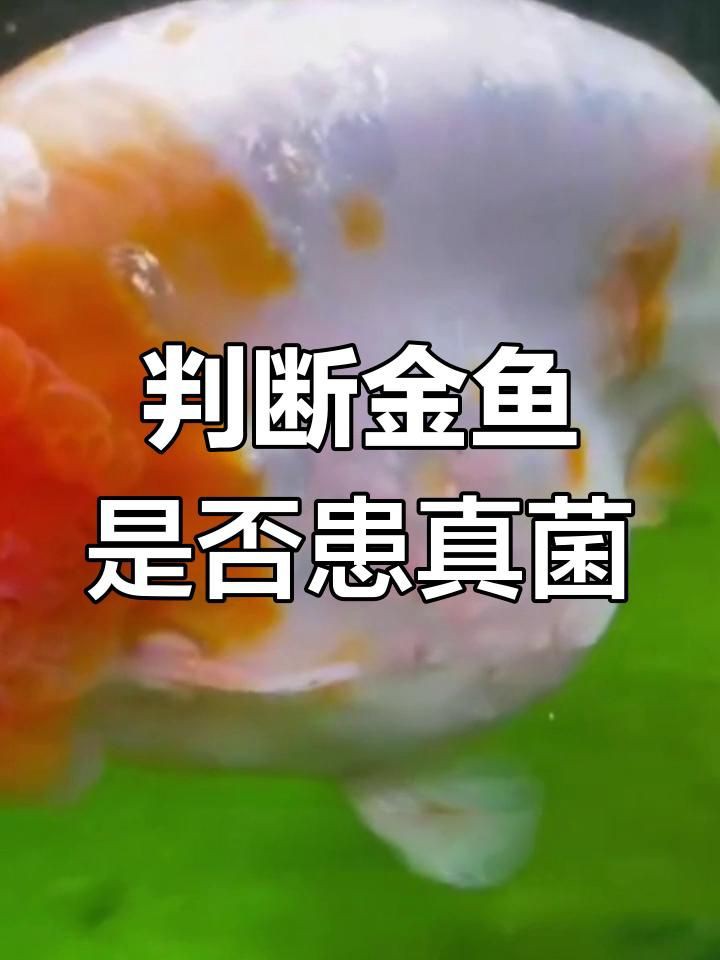 如何判斷金魚是否感染細菌或真菌？【養魚老道金魚細菌感染癥狀全解析金魚是否感染細菌或真菌】