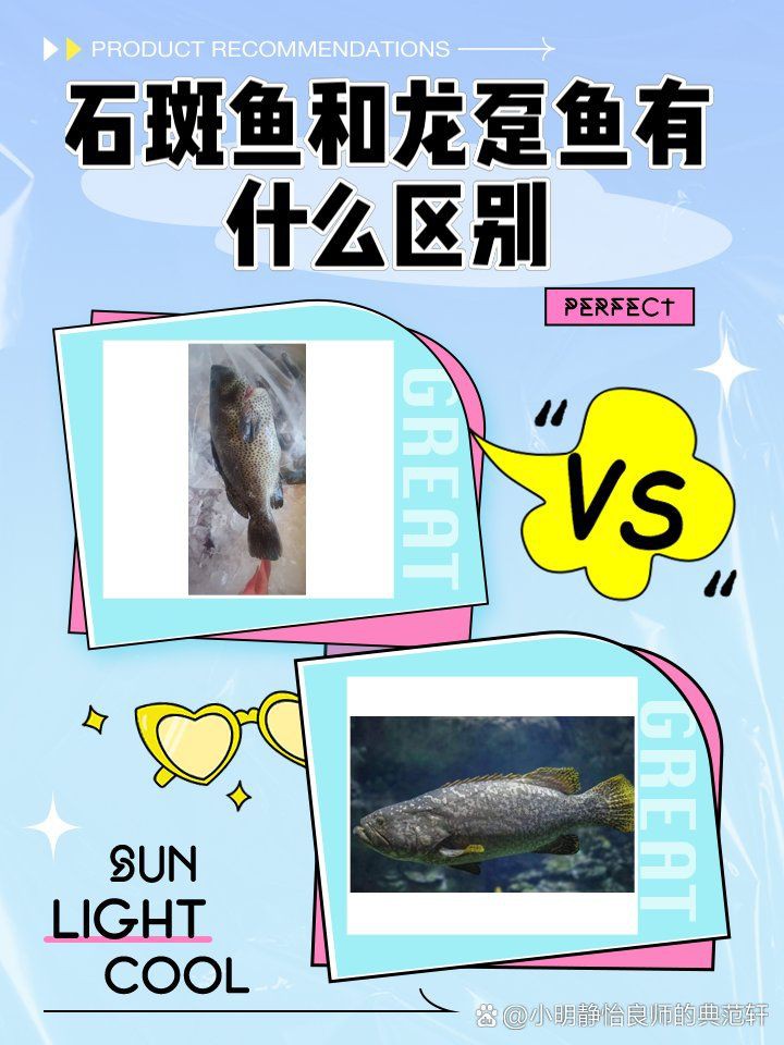 石斑和龍躉是一種魚嗎【石斑魚與龍躉有什么區別？】