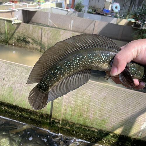 6cm的魚圖片【《6cm的魚圖片》】