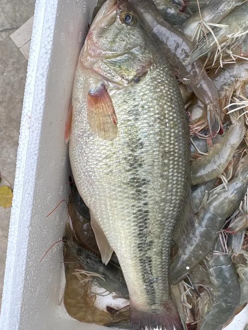 6cm的魚圖片【《6cm的魚圖片》】