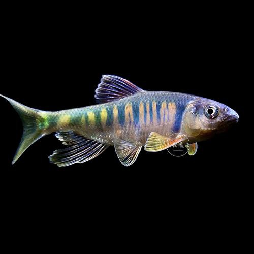 6cm的魚圖片【《6cm的魚圖片》】