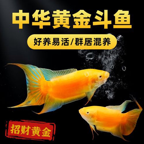 6cm的魚圖片【《6cm的魚圖片》】
