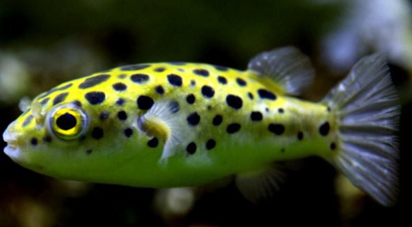 6cm的魚圖片【《6cm的魚圖片》】
