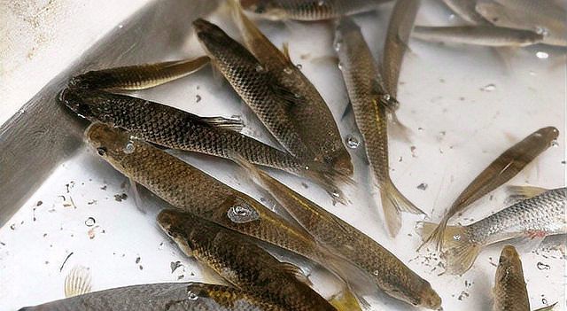 6cm的魚圖片【《6cm的魚圖片》】