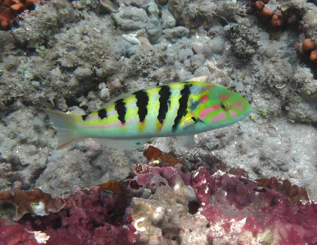 6cm的魚圖片【《6cm的魚圖片》】