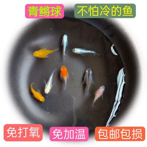6cm的魚圖片【《6cm的魚圖片》】