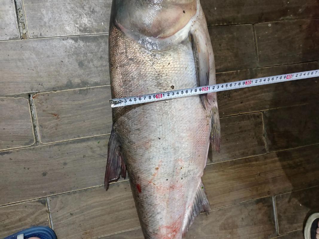 6cm的魚圖片【《6cm的魚圖片》】