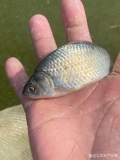 6cm的魚圖片【《6cm的魚圖片》】