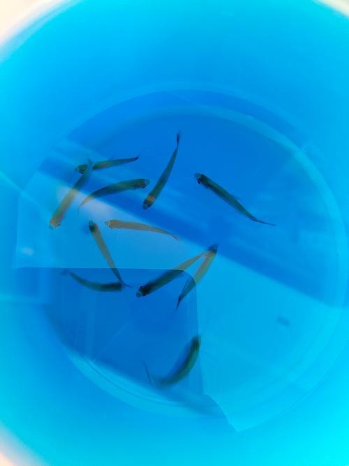 6cm的魚圖片【《6cm的魚圖片》】