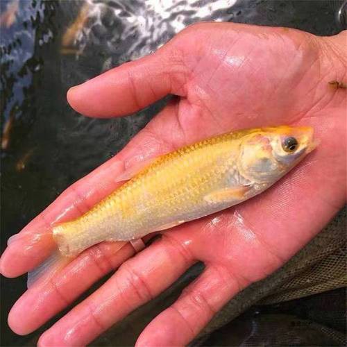 6cm的魚圖片【《6cm的魚圖片》】